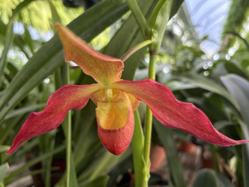 Red and yellow orchid flower with five petals and curved, pointed tips