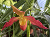 Red and yellow orchid flower with five petals and curved, pointed tips