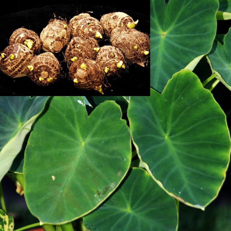 10 Small GREEN TARO BULBS ROOTS KOI POND TROPICAL PLANT EDIBLE Ready to Grow Green Plant
