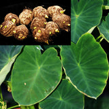 10 Small GREEN TARO BULBS ROOTS KOI POND TROPICAL PLANT EDIBLE Ready to Grow Green Plant