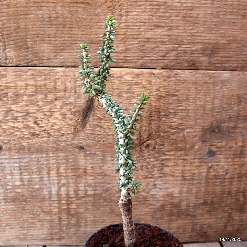 D7362 CERARIA NAMAQUENSIS GRAFT. pot10-H24-W6 cm MaMa Cactus Green Plant