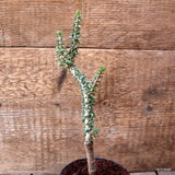 D7362 CERARIA NAMAQUENSIS GRAFT. pot10-H24-W6 cm MaMa Cactus Green Plant