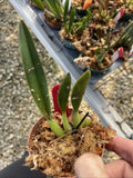 Orchid live Rupicola Laelia angereli - bare root Orchids