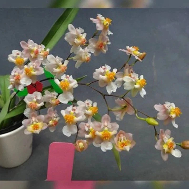 Oncidium Tsiku Marguerite 2.5" IN SPIKE! Orchids