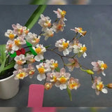 Oncidium Tsiku Marguerite 2.5" IN SPIKE! Orchids