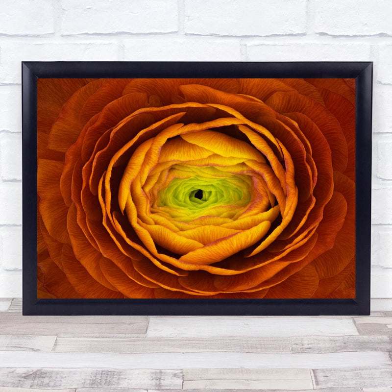 Ranunculus Persianbuttercup Abstract Flower Redflower Rose Wall Art Print Ranunculus