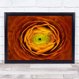 Ranunculus Persianbuttercup Abstract Flower Redflower Rose Wall Art Print Ranunculus