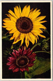 FLOWER POSTCARD Helianthus Annuus, #35. Sunflower Signed Thor E. Gyger Unposted Sunflower