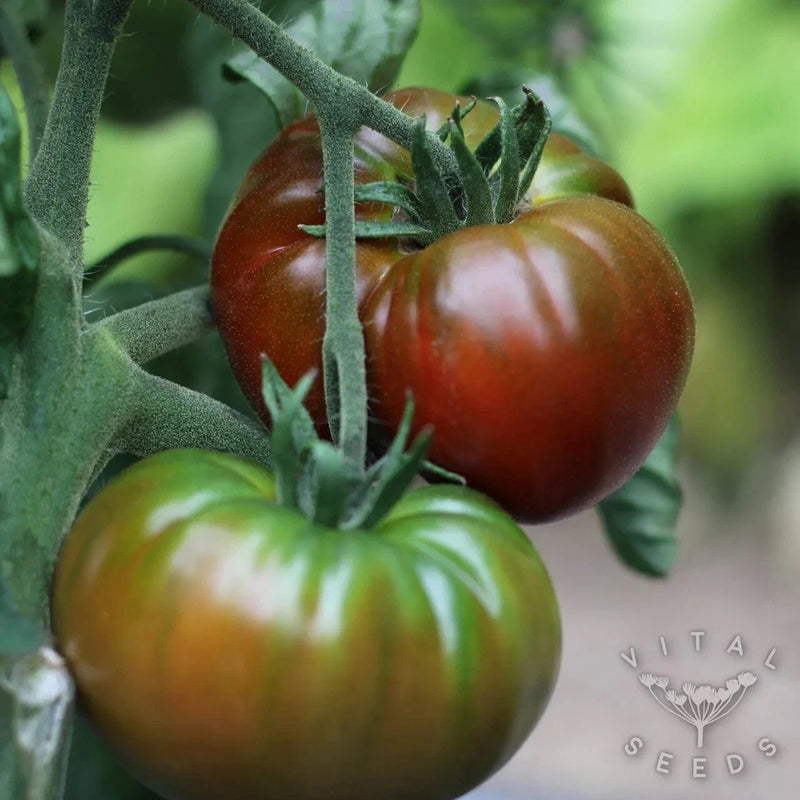 (20) PAUL ROBESON Heirloom Tomato Seeds plants garden Garden Plants