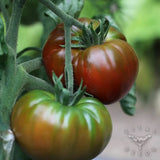 (20) PAUL ROBESON Heirloom Tomato Seeds plants garden Garden Plants