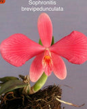 Orchid live Sophronitis brevependuculata - bare root Orchids