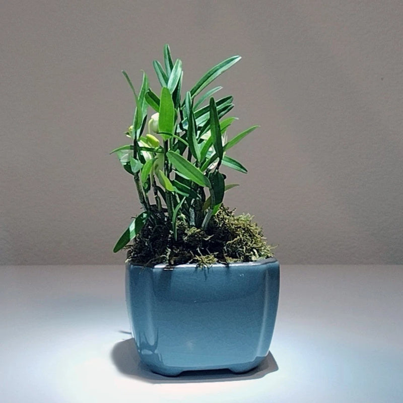 Mini Dendrobium orchid bonsai plant in blue pot with green stalks and no blooms