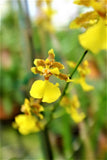 Native Florida Orchid Oncidum ensatum aka Floridanum 4" pots Mad Happenings Orchids