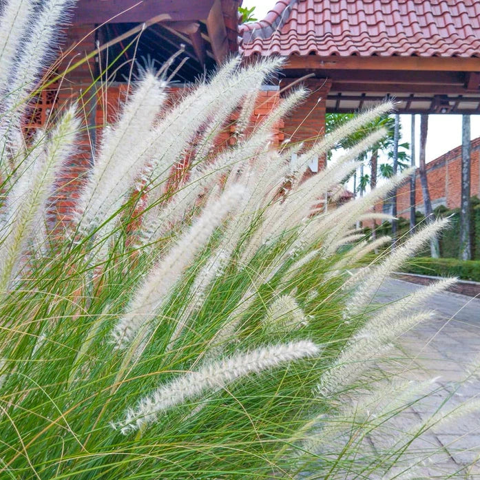 2 Live White Pennisetum Fountain Grass Plant Ornamental Grass Plants 4-6"Tall Pampas Grass