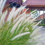 2 Live White Pennisetum Fountain Grass Plant Ornamental Grass Plants 4-6"Tall Pampas Grass