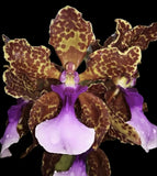 Trichocentrum lanceanum Species Orchid Plant Oncidium Orchids