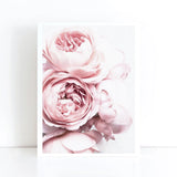Pink Peony Peonies Flower Art Print Poster Canvas Blush Pink and White (pint) Peony