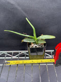 Aeranthes ramosa species orchid seed grown plant Orchids