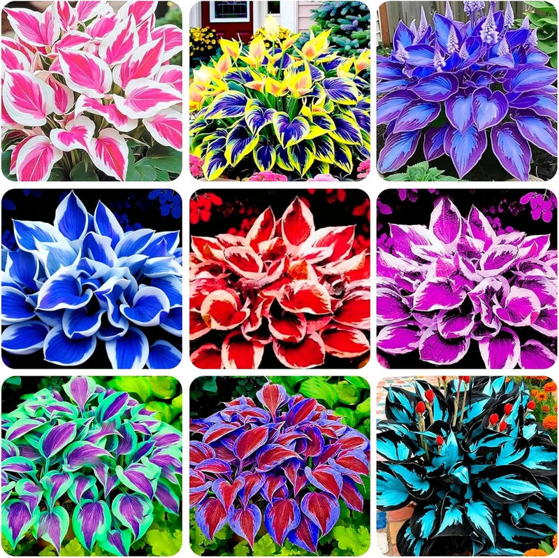 100+ Seeds Perennial Hosta Flower Seed for Planting Outdoors Garden Home Beautie Flowering Plants