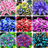 100+ Seeds Perennial Hosta Flower Seed for Planting Outdoors Garden Home Beautie Flowering Plants