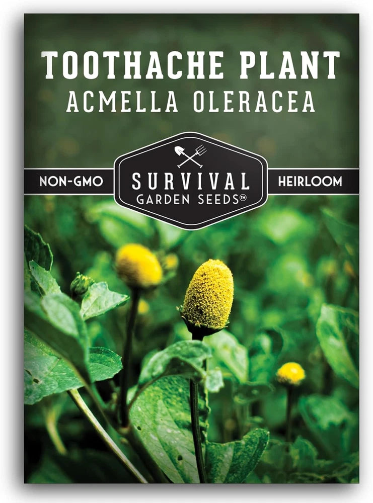 Toothache Plant Seeds for Planting - Acmella Oleracea Spilanthes Buzz Button ... Garden Plants