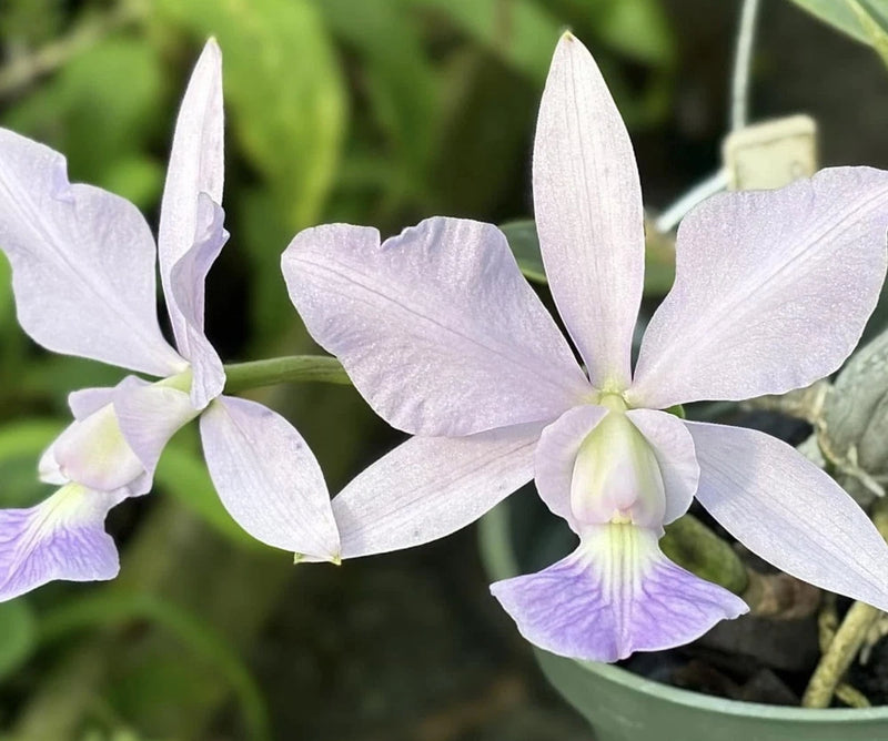 Potted orchid with pale lavender five-petal bloom and ruffled lip, close-up