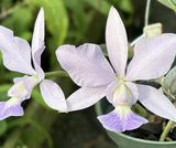 Cattleya Walkeriana Coerulea ÔChoujuÕ JC/AOS Potted Orchids