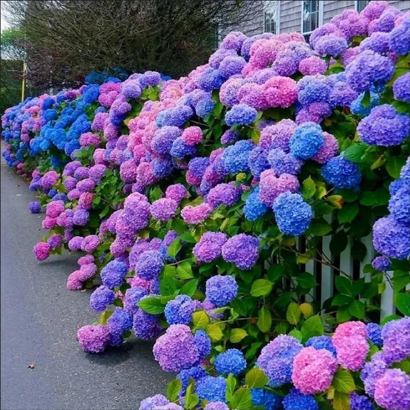30pcs Blue Pink Purple Hydrangea Seeds - Stunning and Resilient Perennial Flower Hydrangea