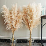 40" inch 10 Stems Natural Pampas Grass Decor Tall pompas Grass Tall Pampas Gr... Pampas Grass