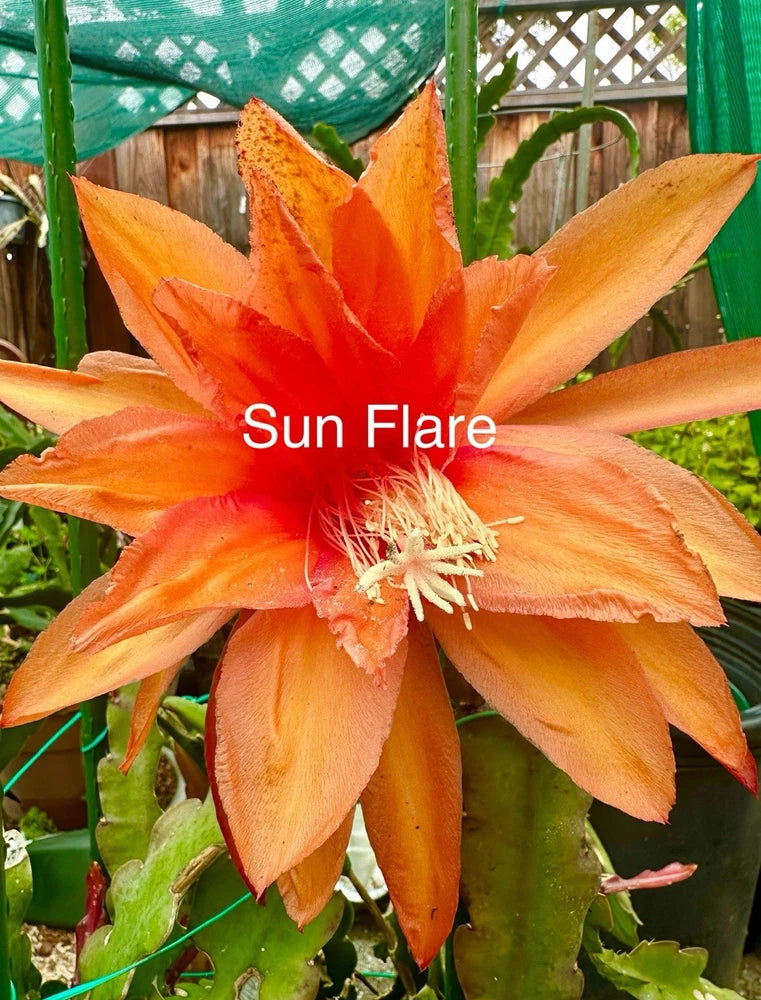 Epiphyllum orchid cutting with large orange Sun Flare flower bloom