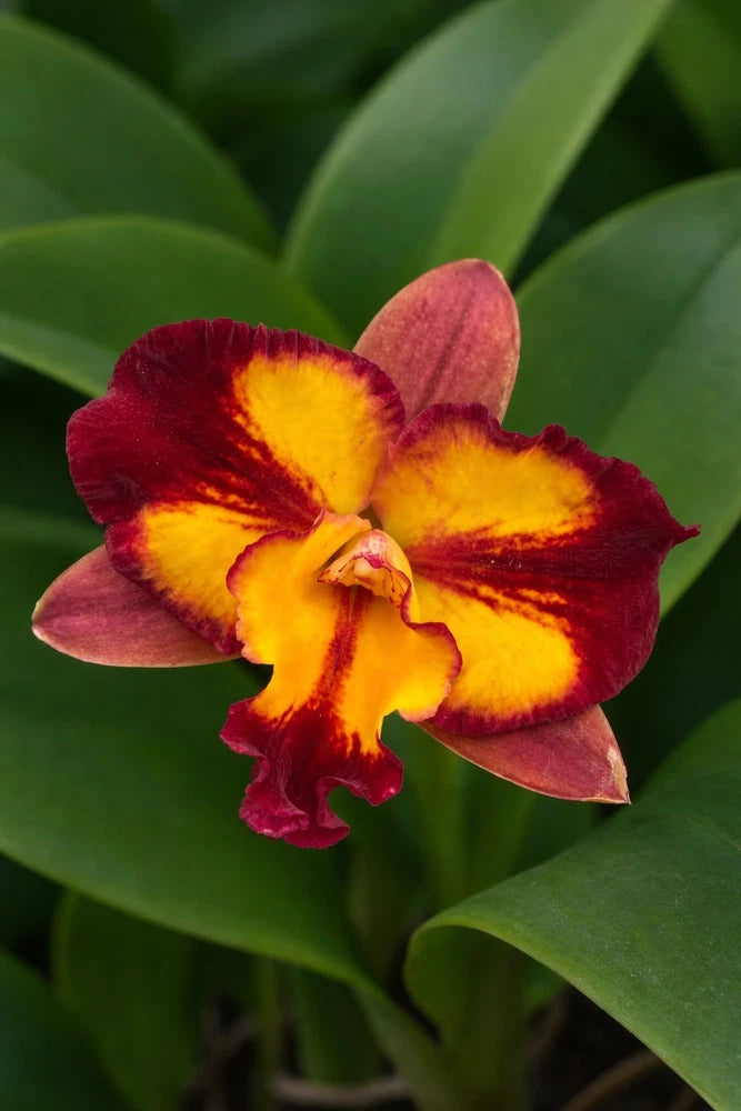 Red and yellow orchid flower with dark center and layered petals on green leaves
