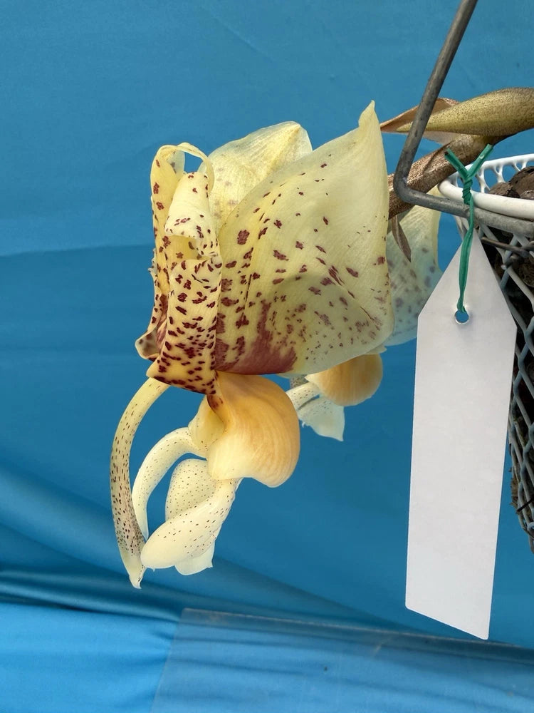 Yellow orchid with large speckled red blossoms, potted in small container