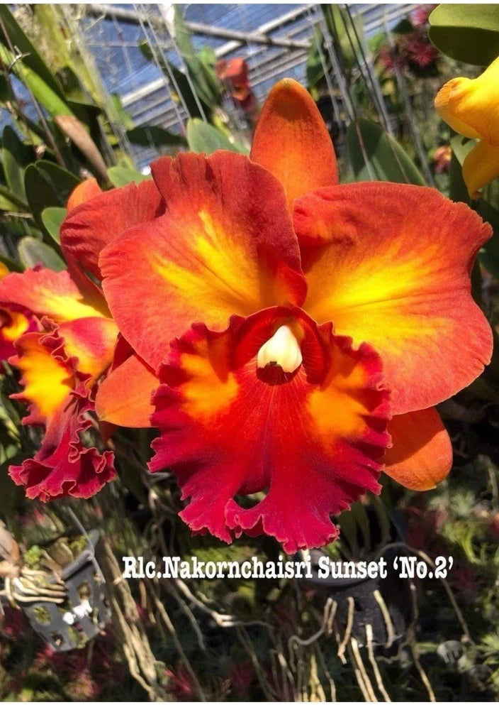 Orange and red orchid with yellow center, clustered blooms