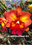 Rlc.Nakornchaisri Sunset#2, Clone More Than 1 Year Old DEAL Orchids