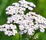 WHITE YARROW SEEDS 1000+ Perennial herb FLOWER GARDEN achillea millefollum Garden Plants