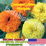 CrackerJack Mix Marigold Seeds | Non-GMO Heirloom Flower Seeds for your Garden Garden Plants