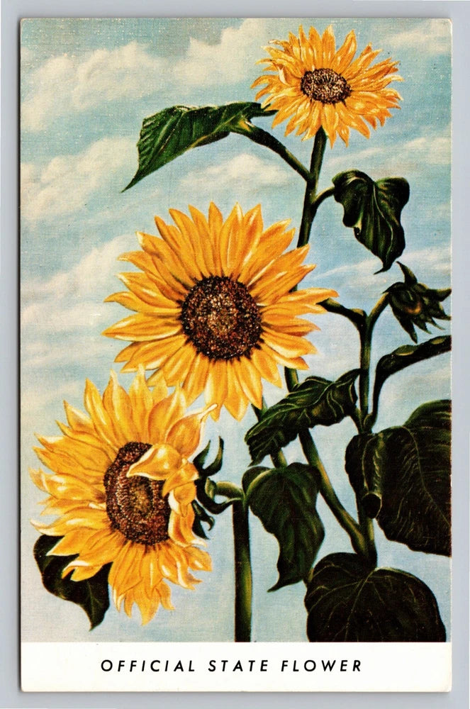 Vintage sunflower postcard with three yellow blooms and OFFICIAL STATE FLOWER text.