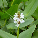 1 WHITE Pickerel Rush Plant (Not Rhizomes/Tubers) Green Plant