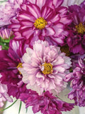 200+ Double Click Bicolor Violet Cosmos Seeds for Garden - USA - FREE SHIPPING! Garden Plants