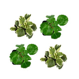 Plectranthus Swedish Ivy Assorted Green Plant