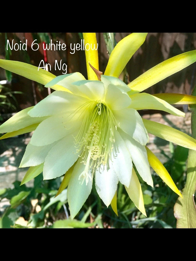Epiphyllum orchid cutting with pale white and yellow bloom
