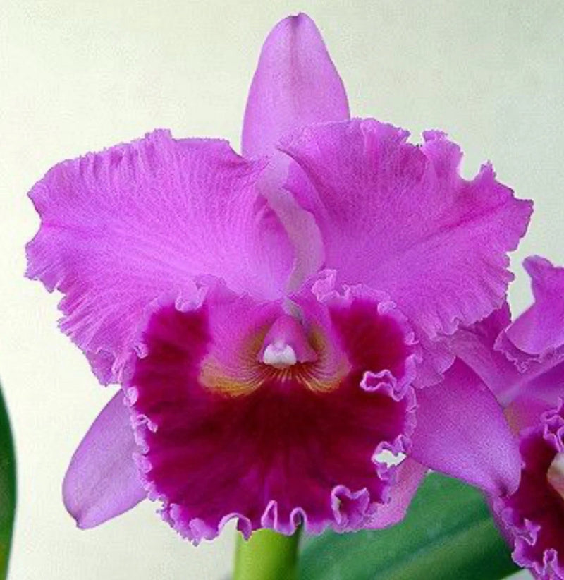 Purple cattleya orchid plant bloom with ruffled petals and light center