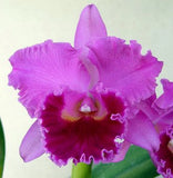 Blc. Fritz Nicholas 'Spring Dance'  Cattleya Orchid Plant Blooming Size 4Ó Orchids