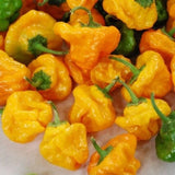 25 + seeds Scotch Bonnet Yellow   hot pepper garden planting spicy food Garden Plants