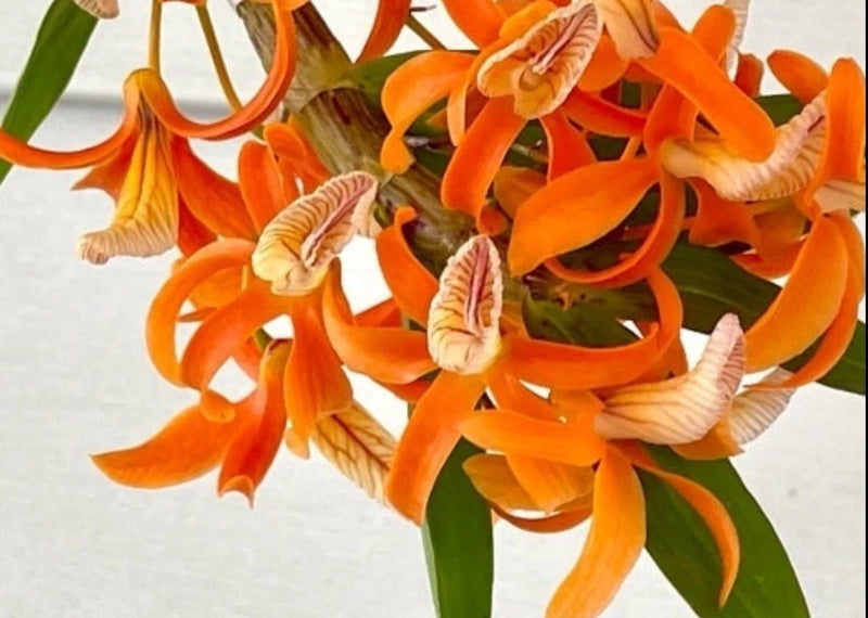 Orange Dendrobium orchid cluster with white ruffled petals and green stems