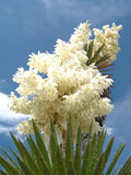 Yucca carnerosana, exotic succulent rare cactus seed aloe agave garden -15 SEEDS Garden Plants