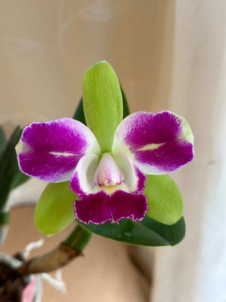 Purple and white Cattleya orchid with green leaves and upright bud