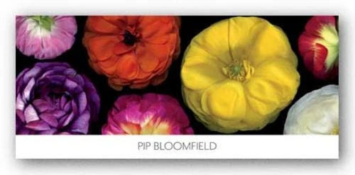 Ranunculus Panorama Pip Bloomfield Art Print 20x54 Ranunculus