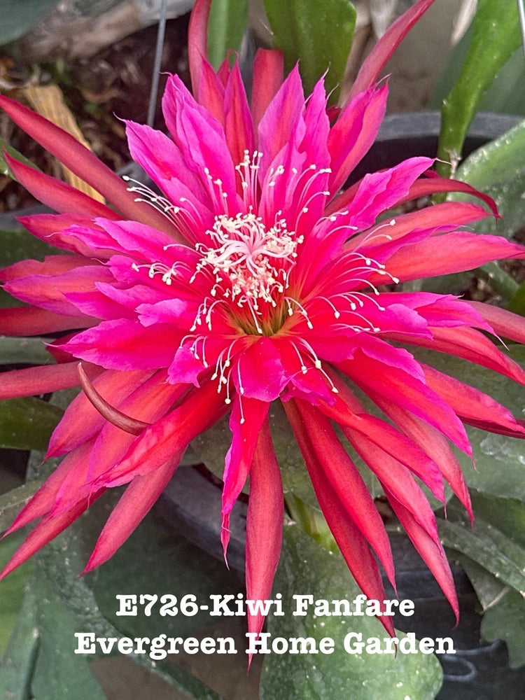 Pink orchid cactus flower in a 4 in starter pot, green spines and buds