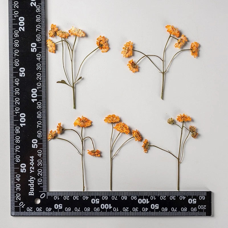 12PCS Real Side Pressed Dried daisy Dyed Orange Flower with Stem FSS105 Dried Flower